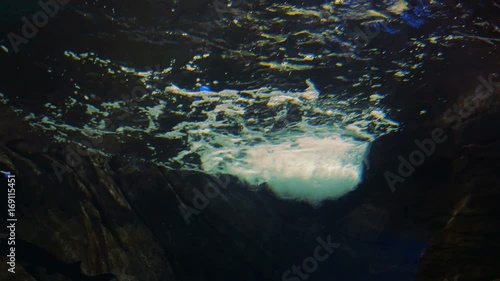 Wallpaper Mural A paddle fish swimming in an aquarium. Torontodigital.ca