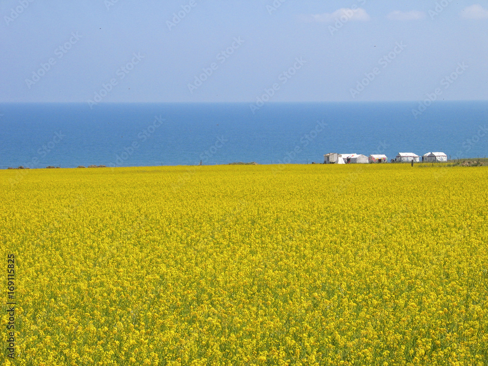 Blooming rapeseed flowers along the Qinghai Lake, China