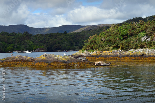 Cuadro en lienzo Seals In Bantry Bay
