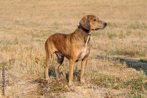 Segugio Maremmano, Italian hunting dog.