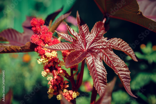 Obraz na plátně Red Leaf of Castor Oil Plant
