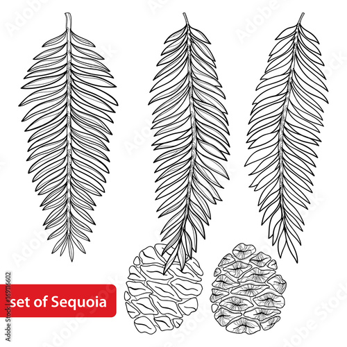 Vector set with outline Sequoia or California redwood in black isolated on white background. Coniferous tree with pine, cone and branch in contour style for botanical design and coloring book.