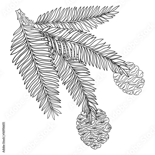 Vector branch with outline Sequoia or California redwood in black isolated on white background. Branch of coniferous tree with pine and cones in contour style for botanical design and coloring book.