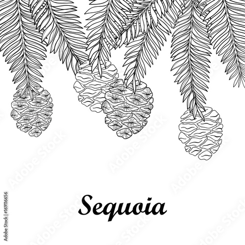 Vector branch with outline Sequoia or California redwood isolated on white background. Bunch of coniferous tree with pine and cones in contour style for botanical design and coloring book.