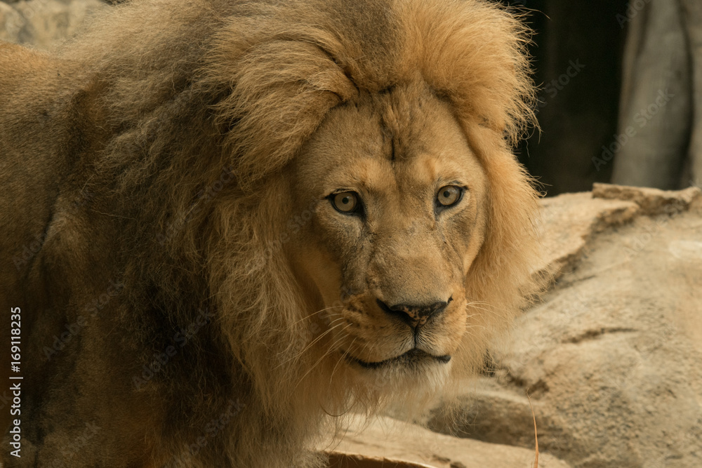 Fototapeta premium Young Male Lion