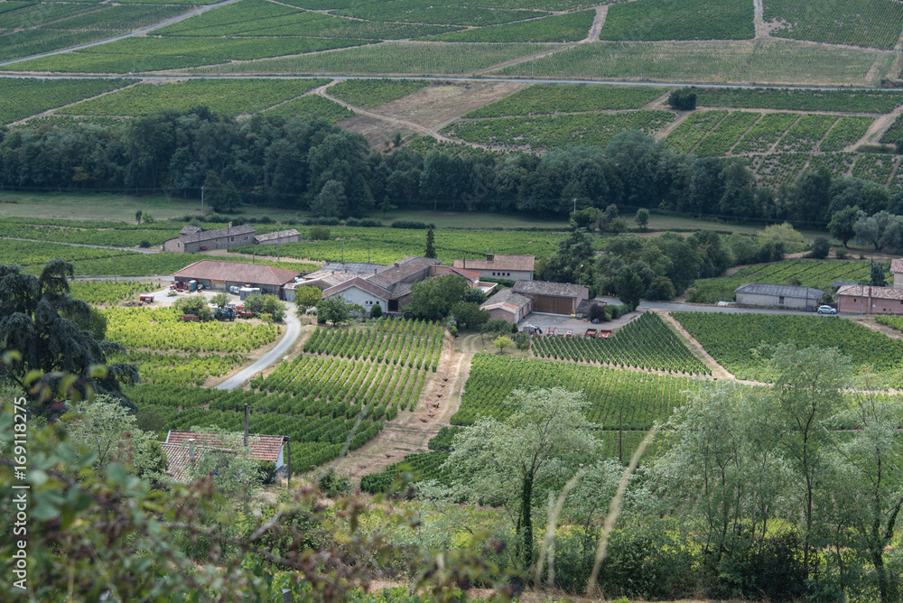 Paysage de vignobles du Beaujolais à Saint Lager en France Paysage de vignobles du Beaujolais à Saint Lager en France