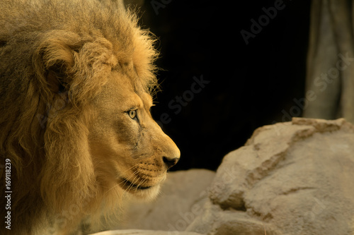 Fototapeta Naklejka Na Ścianę i Meble -  Young Male Lion