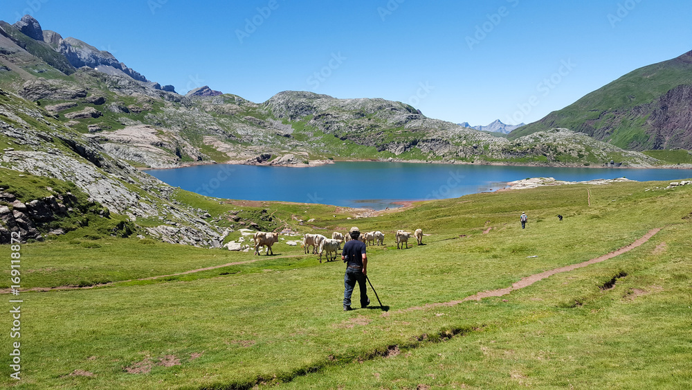 A shepherd manages cows in a pasture on the slopes of the mountain