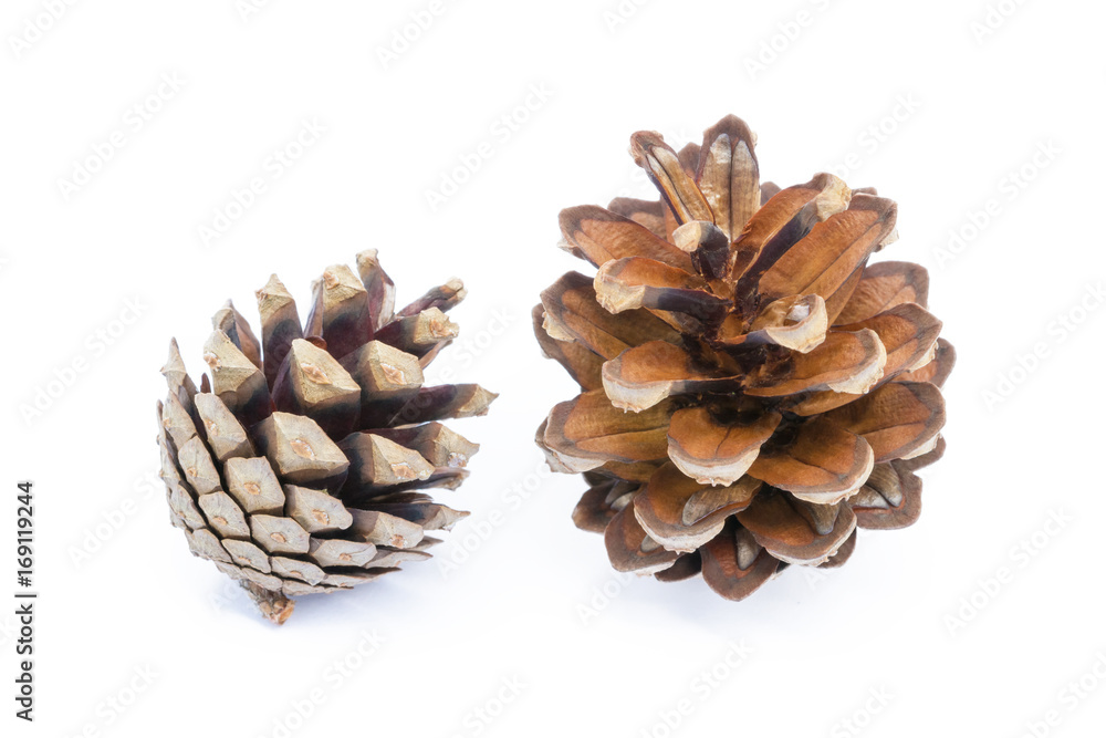 Cone pine isolated on a white background Cone pine isolated on a white background