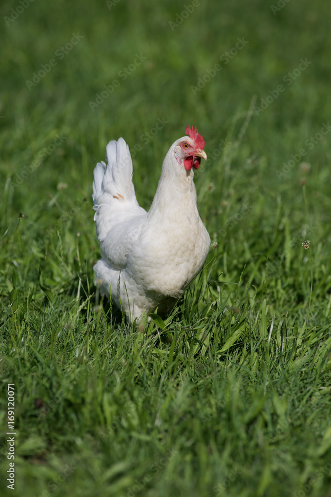 Glückliche Hühner