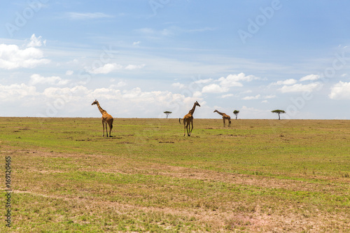 giraffes in savannah at africa