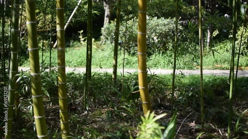 Bamboo trees in Osaka photo