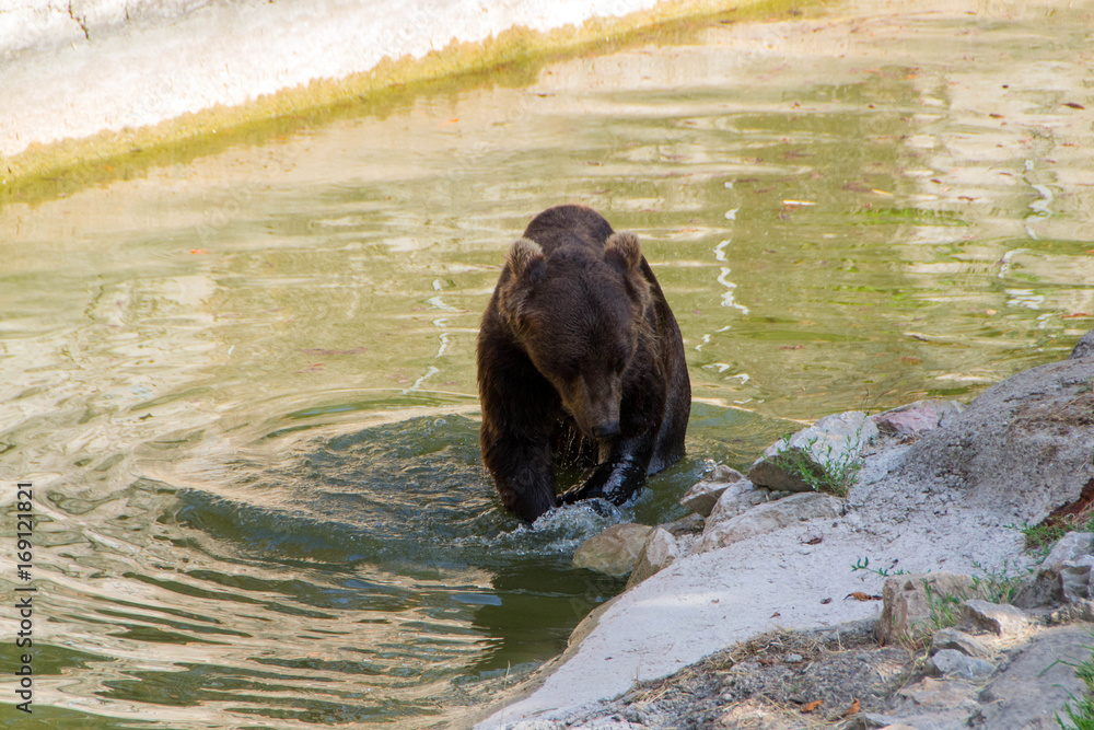 Fototapeta premium Europian brown bear