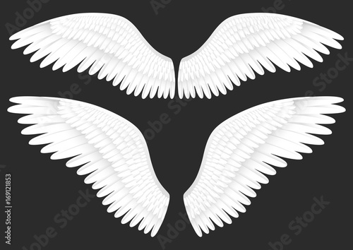 Vector realistic illustration of white angel wings 