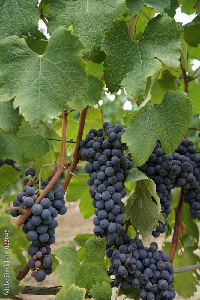 Fototapeta premium Vineyards waiting for harvest
