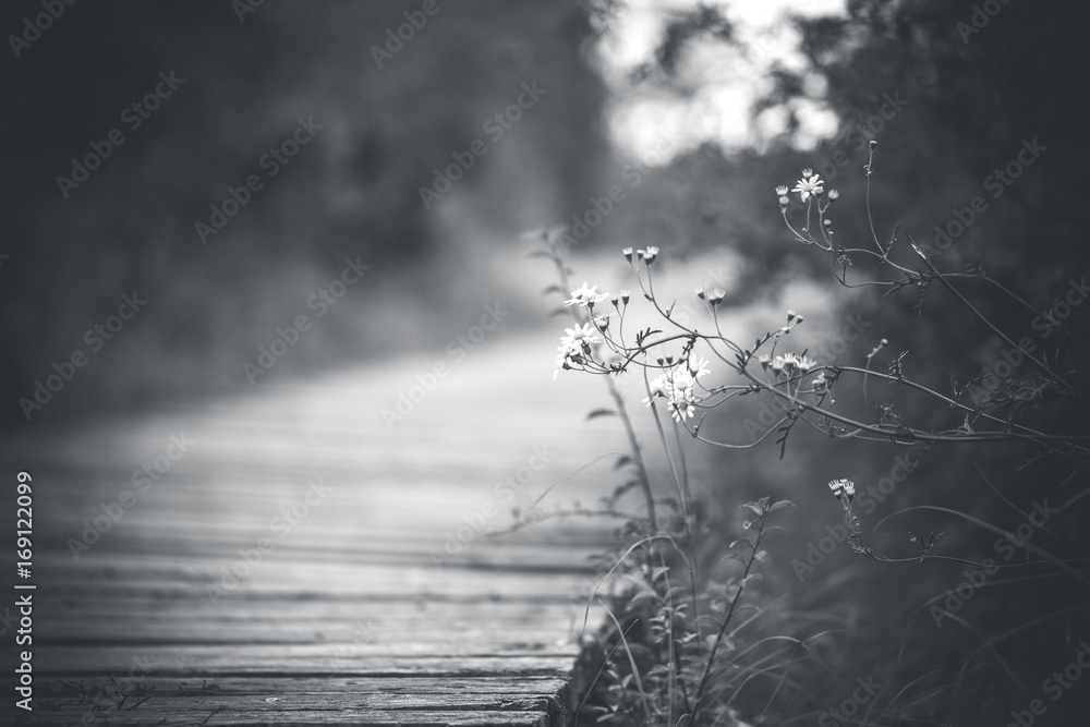 Naklejka premium Delikatna trawa przed pokrytym mchem drewnianym mostem w lesie (czarno-białe)