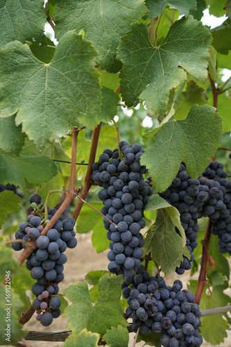 Wallpaper Mural Vineyards waiting for harvest Torontodigital.ca