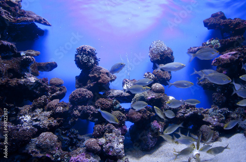 Fototapeta Naklejka Na Ścianę i Meble -  Colorful exotic tropical fishes underwater in aquarium.