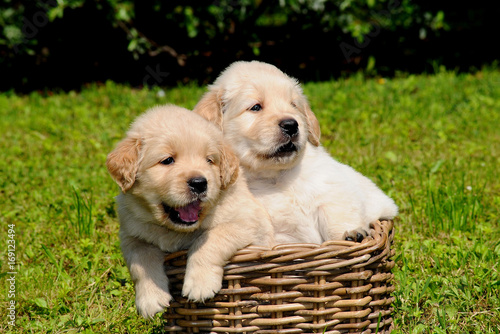 Two Young Golden Retriever dogs