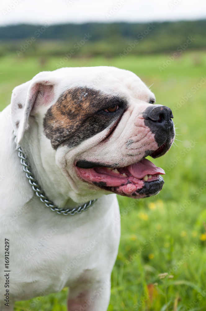 white American Bulldog on the field, on green grass. The American bulldog is a stocky, well built, strong-looking dog, with a large head and a muscular build.
