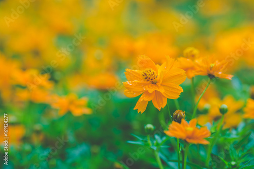 yellow cosmos flowers In the garden,soft focus