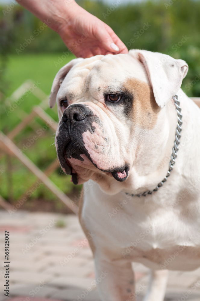 white American Bulldog in the yard of the house. The American bulldog is a stocky, well built, strong-looking dog, with a large head and a muscular build.