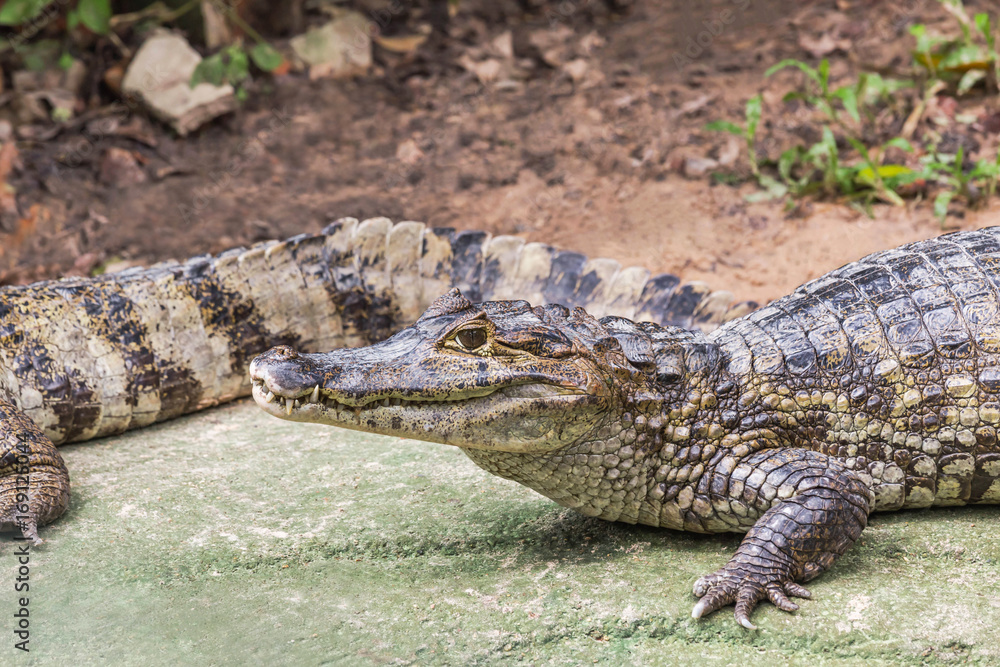 crocodile animal wildlife reptile resting in nature crocodile animal wildlife reptile resting in nature