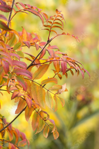 An autumn background with branches and leaves. Selective focus. 