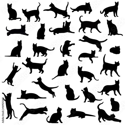 Cats