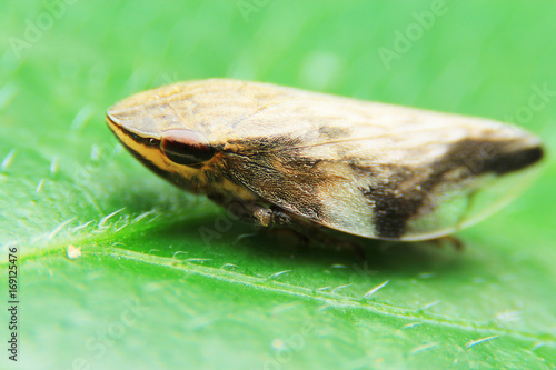 European alder spittle bug or froghopper, photo