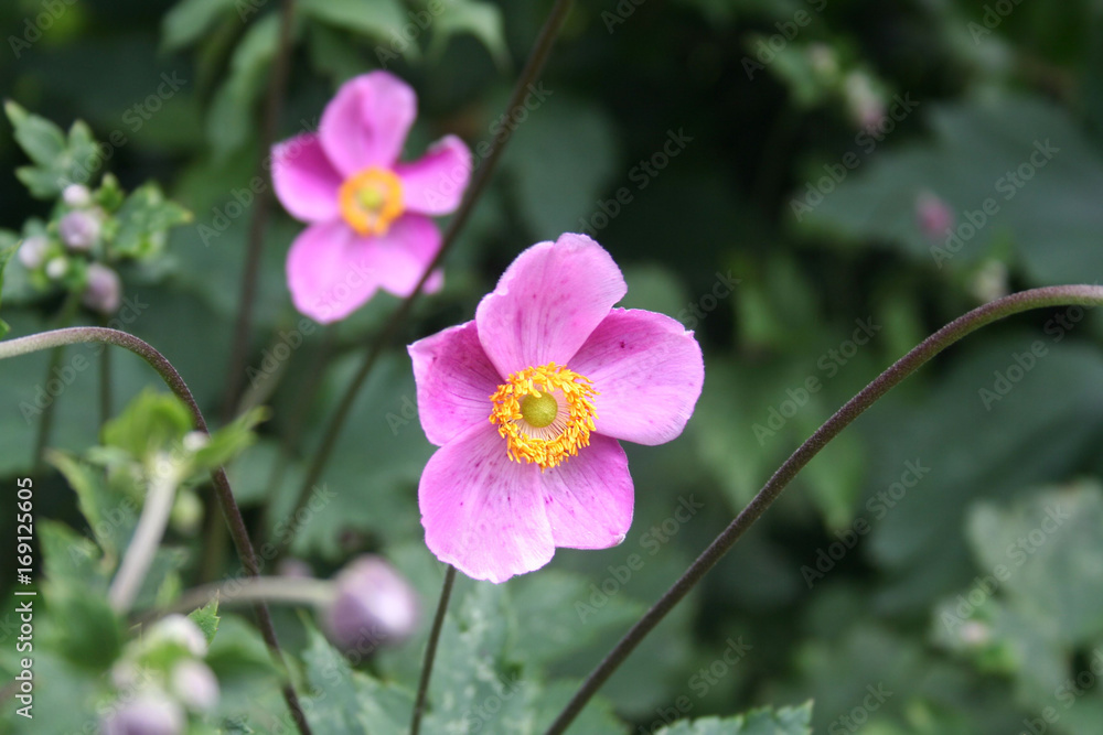 Foto Stock Anemone giapponese rosa in giardino. Anemone japonica | Adobe  Stock