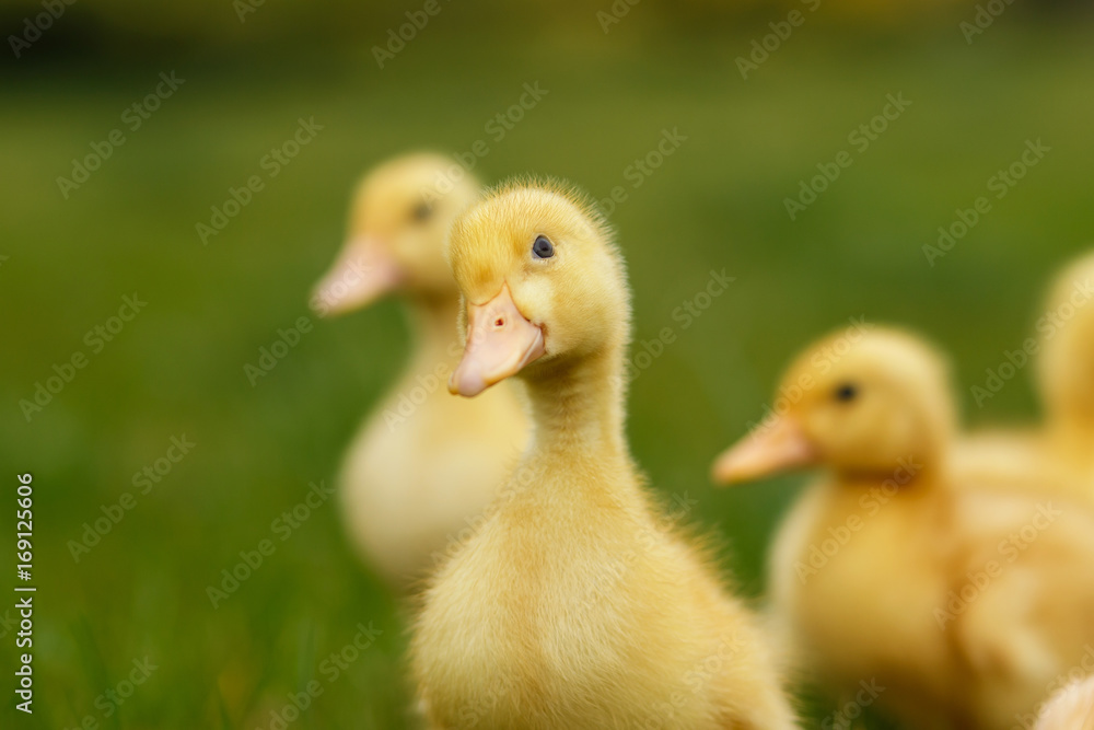 Ducklings an chickens on the green lawn Ducklings an chickens on the green lawn