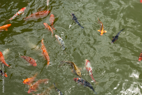 a group of beautiful koi carp fish are swimming in the natural clear pond © Ivaylo