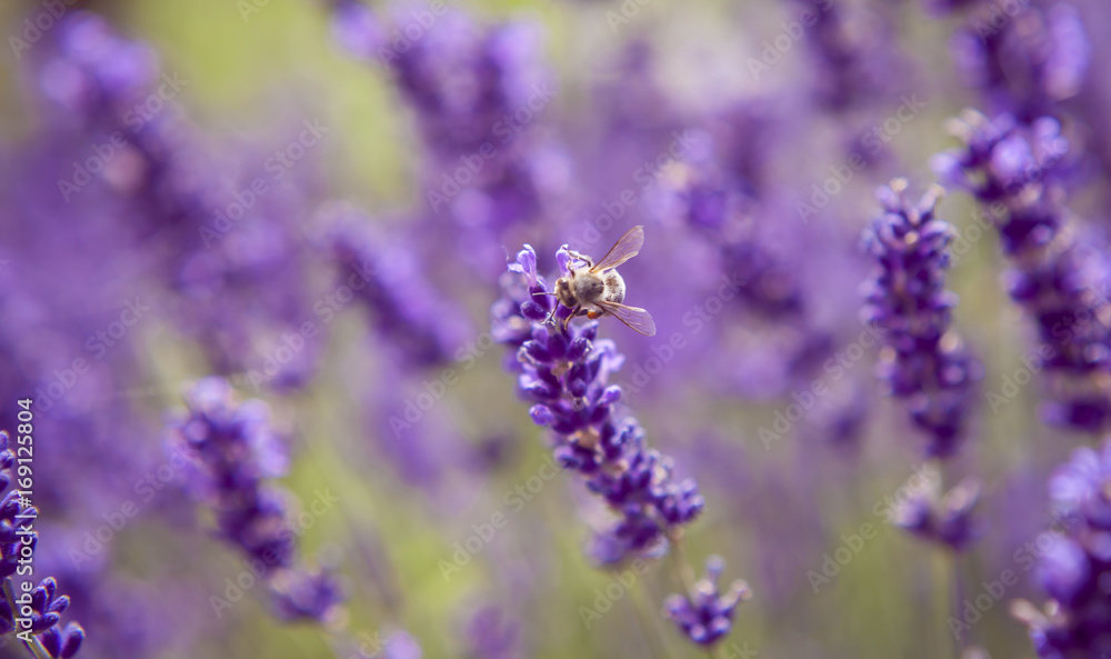 Obraz premium Lavender and insects Close up Nature Summer Flowers Fiends