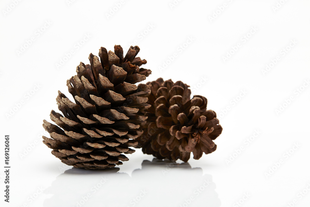 pine cone isolated on white background pine cone isolated on white background