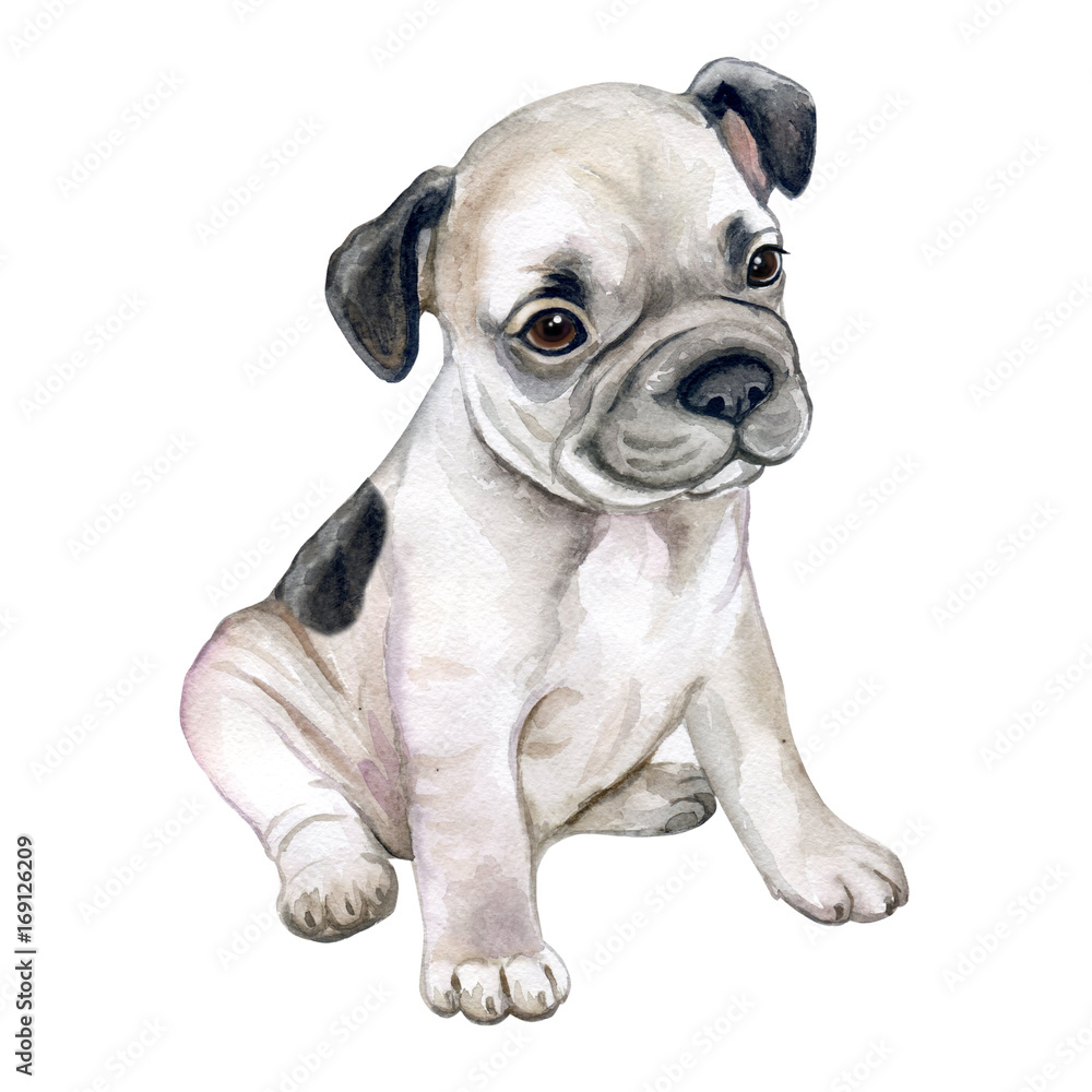 French bulldog isolated on white background. Puppy is black and white. Watercolor. Illustration