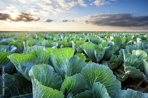 Field of ripe cabbage under a cloudy sky