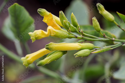 Nicotiana glauca or tree tobaco or wild tobaco