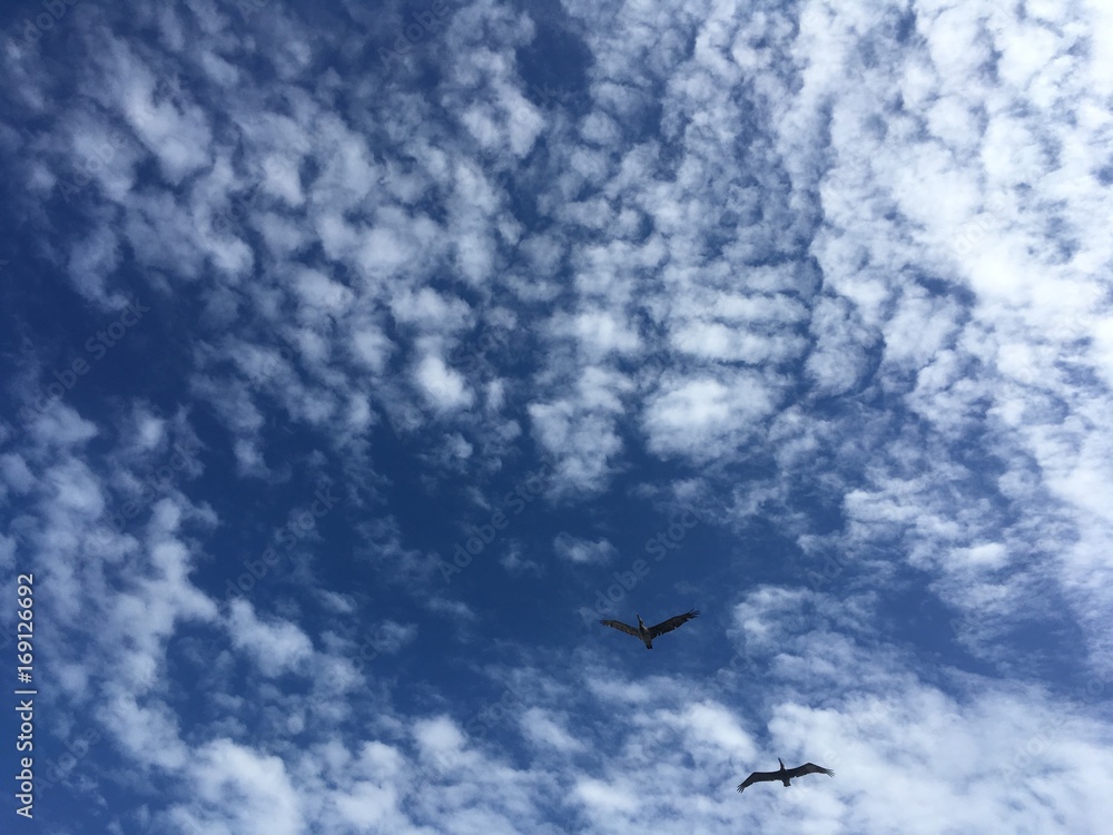 impressive Florida blue sky with clouds and passing pelicans
