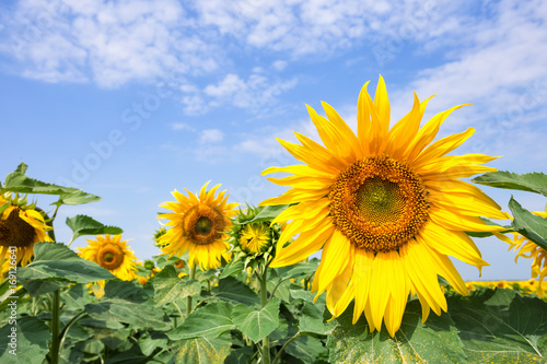 Yellow sunflower against the blue sky