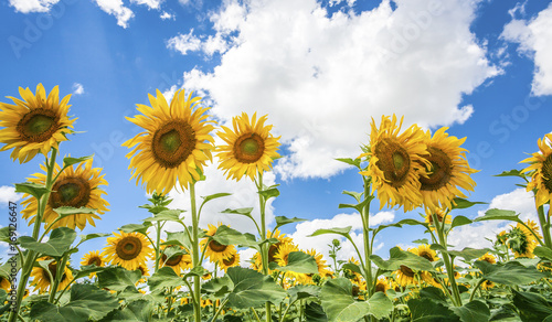 Sunflowers blue sky and White Clouds  Nature Sommer Season