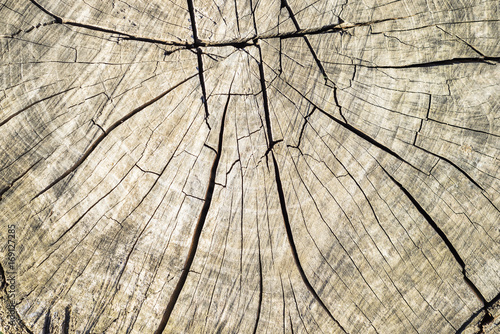 cut log with cracked surface. texture or background