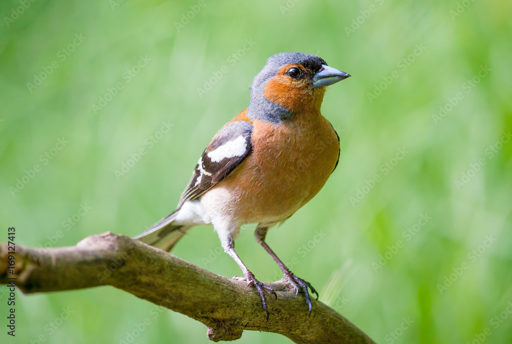 Fototapeta premium Common chaffinch (Fringilla coelebs) male perching on a branch