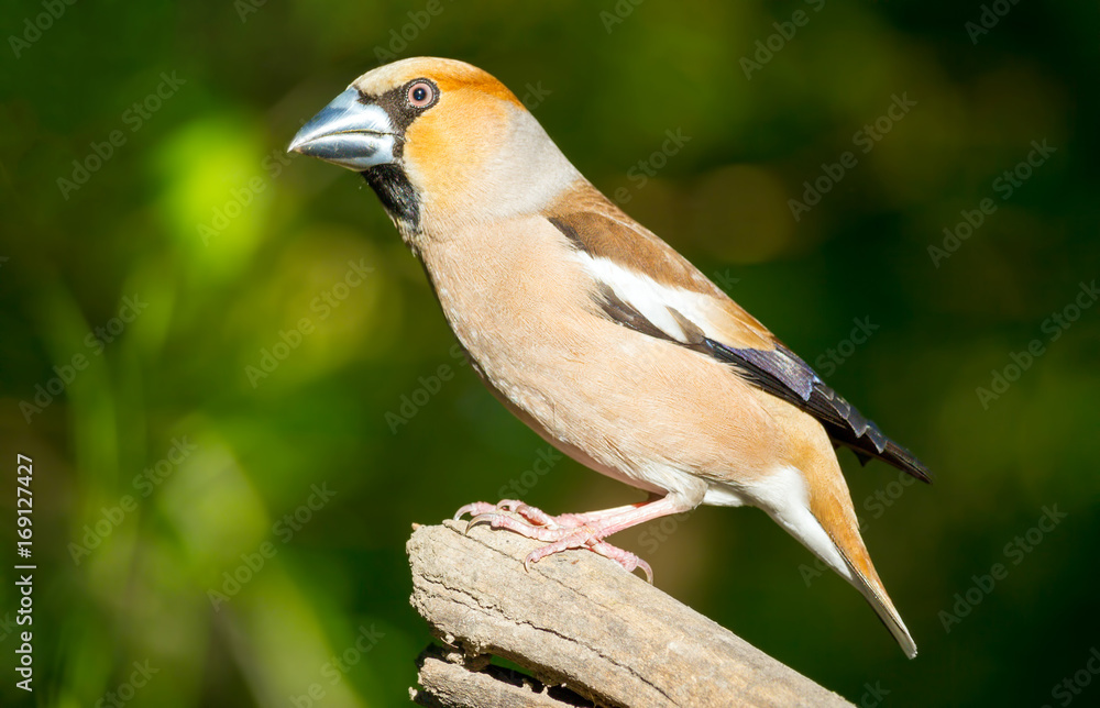 The hawfinch (Coccothraustes coccothraustes) adult male The hawfinch (Coccothraustes coccothraustes) adult male