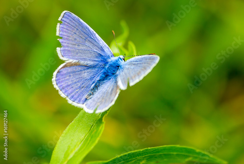 Common Blue butterfly (polyommatus icarus) perched on a grass blade