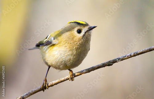 Goldcrest (Regulus regulus) - the smallest bird of Europe, sitting on a branch