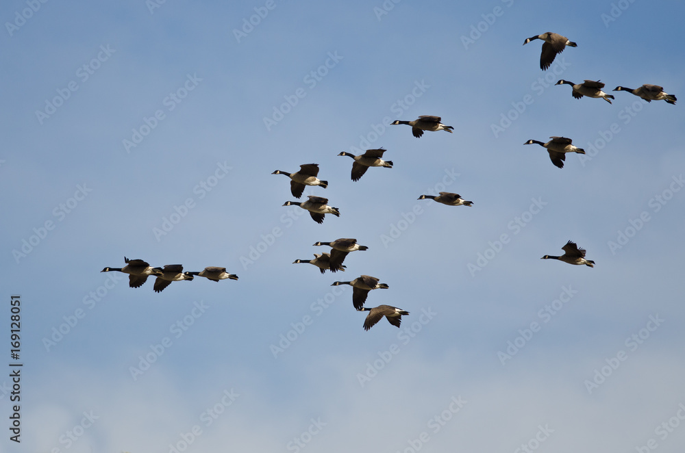 Large Flock of Canada Geese Flying in a Blue Sky