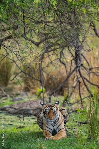 Arroehead/T84 Tigress from ranthambore tiger reserve, India photo