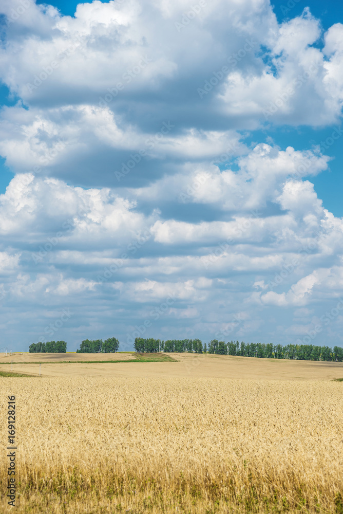 Field of ripe wheat and sky with clouds Field of ripe wheat and sky with clouds