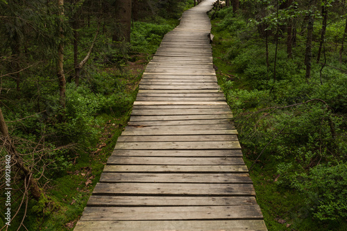 Narrow path lit by soft spring sunlight. Forest spring nature. Spring forest natural landscape with forest trees